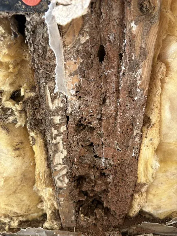 Professional pest inspection by Armory Pest Defense